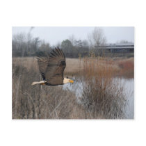 DEagle Soars postcards by momaznet DEagle Soars postcards