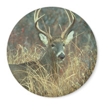 Dear / Buck / White-tailed Deer magnets