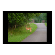 Dear Deer posters