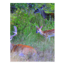 Dear Family Postcards