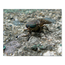 Dear Fly Archival Print