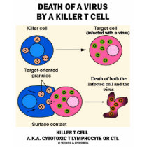 Death Of A Virus By A Killer T Cell (Immunology) t-shirts by wordsunwords Death Of A Virus By A Killer T Cell (Immunology) t-shirts