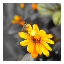 Death of  Bee posters