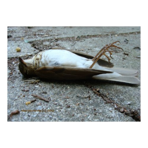 Death zazzle_print