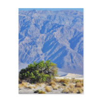 Death Valley Deserts Mountains postcards