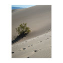 Death Valley Dunes 4 postcards