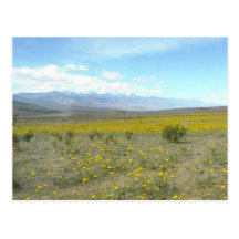Death Valley in Bloom Post Card