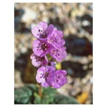 Death Valley Phacelia Flyer Design