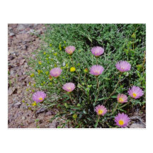 Death Valley - wildflowers flowers Post Cards