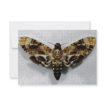 Death's Head Hawkmoth Acherontia Lachesis Personalized Invite