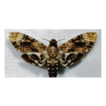 Death's Head Hawkmoth Acherontia Lachesis Customized Photo Card