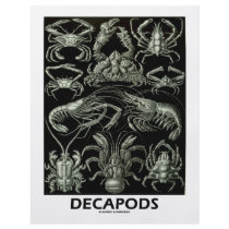Decapods flyer