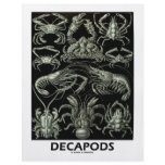Decapods Flyer Design