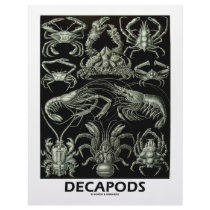 Decapods letterhead by wordsunwords Decapods letterhead