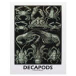 Decapods letterhead