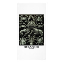 Decapods photo cards by wordsunwords Decapods photo cards
