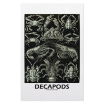 Decapods stationery by wordsunwords Decapods stationery