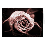 "Decaying Beauty" Rose Greeting Card