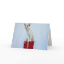 December Wild Kitten Cards