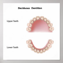 Deciduous dentition (baby teeth) poster