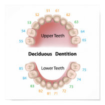 Deciduous dentition (baby teeth) poster