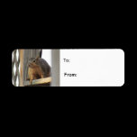 Deck Squirrel labels