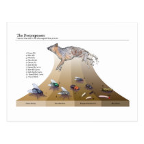Decomposers Postcard postcards