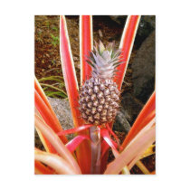 Decorative Pineapple in Hawaii postcards