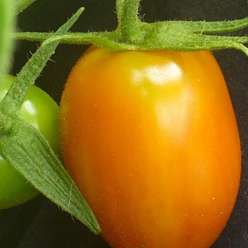 DecorativeTomato Magnet by calabashcreations