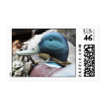 Decoy Roy Postage Stamp