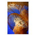 Deep Blue Beauties posters