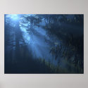 Deep 'Blue Forest posters