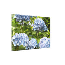 Deep Blue Hydrangeas