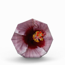 Deep Maroon center of Pink Hibiscus! Award