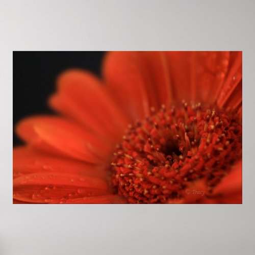 Deep Orange Gerbera print