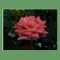 Deep Orange Rose Postcard postcards