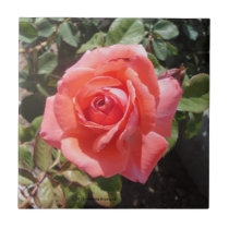 DEEP PEACH PINK ROSE TILE