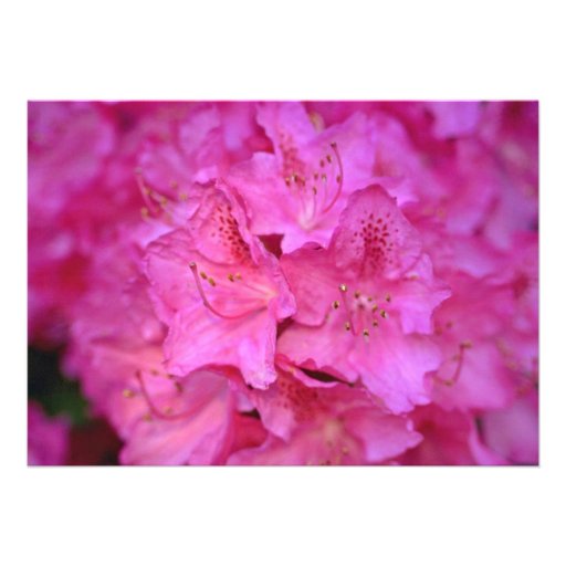Deep Pink Azalea Cluster flowers Announcements