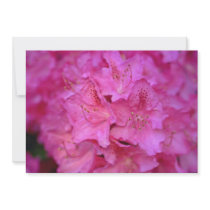 Deep Pink Azalea Cluster flowers Announcements