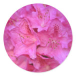 Deep Pink Azalea Cluster flowers Round Sticker