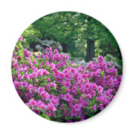Deep Pink Azalea flowers magnets