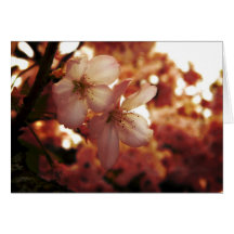 Deep Pink Cards