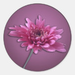 Deep Pink Daisy Sticker
