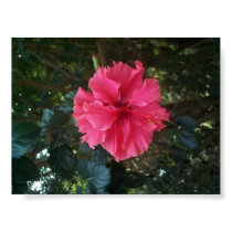 Deep Pink Hibiscus Flower posters