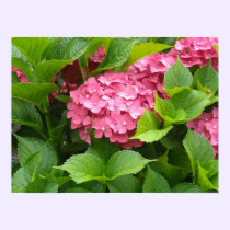 Deep Pink Hydrangea Blooms posters