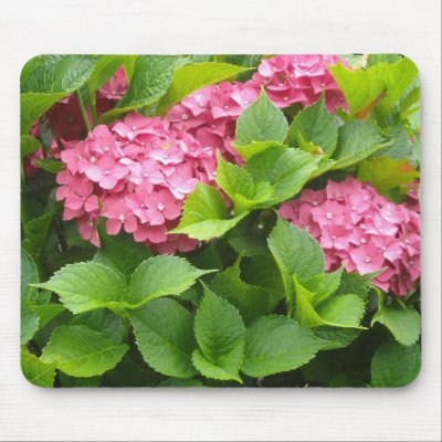 Deep Pink Hydrangeas Mousepads by seashell2