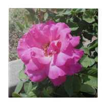 DEEP PINK ROSE TILE