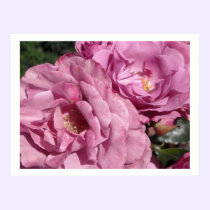 Deep Pink Roses posters