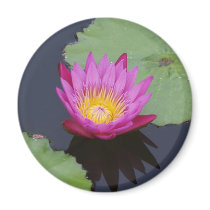 Deep Pink Water Lily Magnet