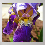 Deep Purple Iris HDR Poster